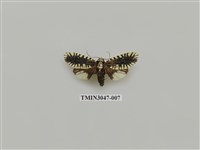 藏品(夜蛾736)的圖片